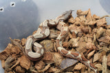 Boa Colombiana Hypo Jungle 100% Het Anery 50% Het ALbino Khal Hembra ID R1-09