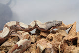 Boa Colombiana Hypo poss Super Hypo Het Anery 50% Het ALbino Khal Macho ID R1-10