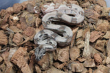 Boa Colombiana Hypo poss Super Hypo Het Anery 50% Het ALbino Khal Macho ID R1-10