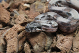 Boa Colombiana Poss Super Hypo Jungle Het Anery 50% Het ALbino Khal Hembra ID R1-19