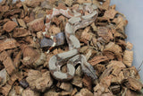 Boa Colombiana Poss Super Hypo Jungle Het Anery 50% Het ALbino Khal Hembra ID R1-19