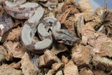 Boa Colombiana Hypo Het Anery 50% Het ALbino Khal Macho ID R1-20