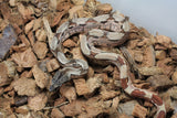Boa Colombiana Hypo Het Anery 50% Het ALbino Khal Macho ID R1-20
