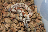 Boa Colombiana Hypo Jungle Het Anery 50% Het ALbino Khal Macho ID R8-12