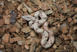 Boa Colombiana Hypo Jungle Het Anery 50% Het ALbino Khal hEMBRA ID r8-15