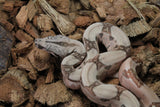 Boa Colombiana Hypo Jungle Het Anery 50% Het ALbino Khal hEMBRA ID r8-15