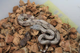Boa Colombiana Hypo Het Anery 50% Het ALbino Khal Macho ID R8-19