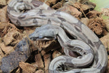Boa Colombiana Hypo Het Anery 50% Het ALbino Khal Macho ID R8-19
