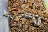 Boa Colombiana Hypo Het Anery 50% Het ALbino Khal Hembra ID R9-13