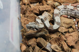 Boa Colombiana Hypo Het Anery 50% Het ALbino Khal Hembra ID R9-13
