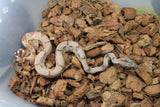 Boa Colombiana Super Hypo Het Anery 50% Het ALbino Khal Hembra ID R10-09