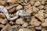 Boa Colombiana Super Hypo Het Anery 50% Het ALbino Khal Hembra ID R10-09