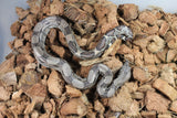 Boa Colombiana Nominal Het Anery 50% Het ALbino Khal Macho ID R10-10