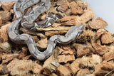 Boa Colombiana Nominal Het Anery 50% Het ALbino Khal Macho ID R10-10