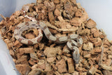 Boa Colombiana Hypo Het Anery 50% Het ALbino Khal Macho ID R10-13