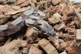Boa Colombiana Hypo Het Anery 50% Het ALbino Khal Macho ID R10-13