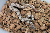 Boa Colombiana Hypo Het Anery 50% Het ALbino Khal Macho ID R11-10
