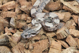 Boa Colombiana Hypo Het Anery 50% Het ALbino Khal Macho ID R11-10