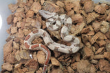Boa Colombiana Hypo pos Jungle Het Anery 50% Het ALbino Khal Macho ID R11-16