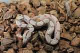 Boa Colombiana Super Hypo (KINK) Het Anery 50% Het ALbino Khal Hembra ID R9-10