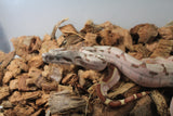 Boa Colombiana Super Hypo (KINK) Het Anery 50% Het ALbino Khal Hembra ID R9-10