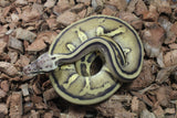 Piton Bola Leopard PAstel Stranger DH Clown Pied Macho ID R1-02