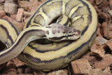 Piton Bola Leopard PAstel Stranger DH Clown Pied Macho ID R1-02