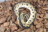 Piton Bola Clown 66% Het DG 50% Het Pied Macho ID R1-04