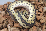 Piton Bola Clown 66% Het DG 50% Het Pied Macho ID R1-04