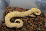 Piton Bola Banana Mandarine NR DH Clown Pied MAcho ID R1-05