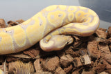 Piton Bola Banana Mandarine NR DH Clown Pied MAcho ID R1-05