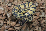 Piton Bola Orange Dream 66% Het Clown Pied Macho ID R11-13