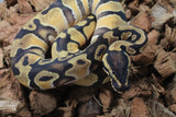 Piton Bola Orange Dream 66% Het Clown Pied Macho ID R11-13