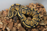Piton Bola Nominal DH Clown Pied Macho ID R1-13