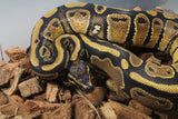 Piton Bola Nominal DH Clown Pied Macho ID R1-13