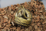 Piton Bola Leopard Pastel Stranger DH Clown Pied Macho ID R3-07