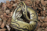 Piton Bola Leopard Pastel Stranger DH Clown Pied Macho ID R3-07