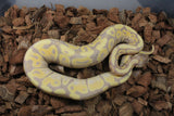 Piton Bola Banana DH Clown Pied MAcho ID R3-09