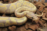 Piton Bola Banana DH Clown Pied MAcho ID R3-09