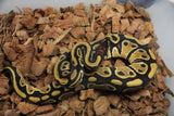 Piton Bola Nominal DH Clown Pied Macho ID R3-11