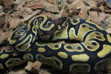 Piton Bola Nominal DH Clown Pied Macho ID R3-11