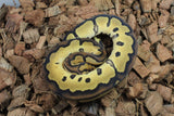 Piton Bola Clown Yellowbelly MAcho ID R4-12
