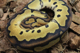 Piton Bola Clown Yellowbelly MAcho ID R4-12