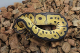 Piton Bola Clown Yellowbelly MAcho ID R4-14