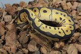 Piton Bola Clown Yellowbelly MAcho ID R4-14