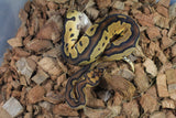 Piton Bola Clown Yellowbelly MAcho ID R4-15