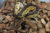 Piton Bola Clown Yellowbelly MAcho ID R4-15