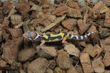 Gecko Leopardo High Yellow (HY) ID R10-01
