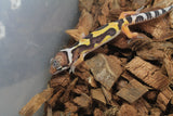 Gecko Leopardo High Yellow (HY) ID R10-01