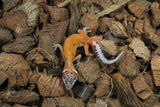 Gecko Leopardo Super Hypo Tangerine ID R10-02